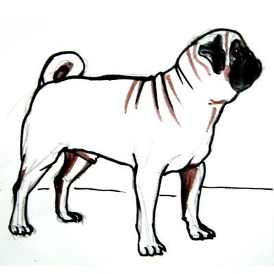 How To Draw A Pug S Izobrazheniyami