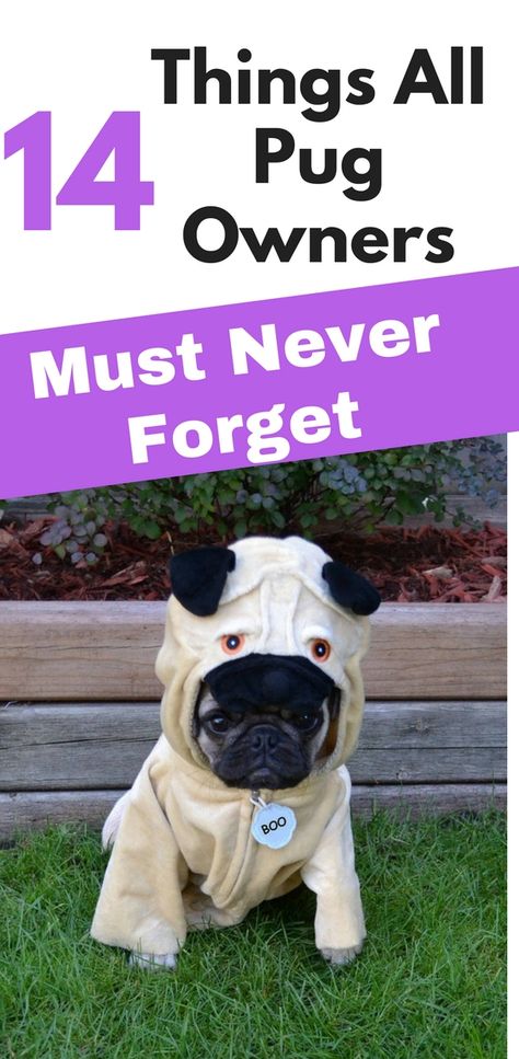 14 Important Facts About Pugs Every New Mom Should To Know Funny