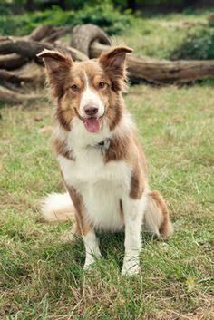 Welsh Sheepdog เวลส ช พด อก Wales Welsh Sheepdog Dogs Sheepdog