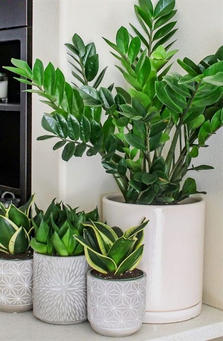 House Plant Seeds Houseplants House Plants Plants Cactus Plants