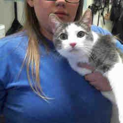 Adopt 7 172 Greyson On Petfinder Cat Adoption Animals Animal Shelter