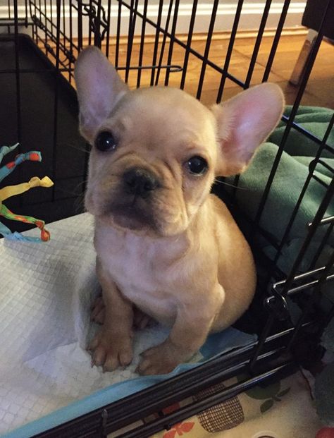How To House Train A French Bulldog Bulldog French Bulldog