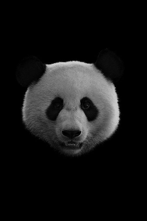 84 Idees De Panda Bebe Panda Panda Animaux 84 Idees De Panda Bebe Panda Panda Animaux