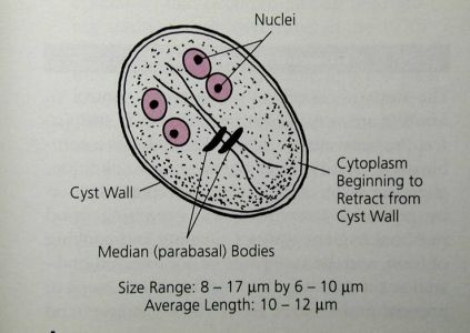 Medicină veterinară giardia