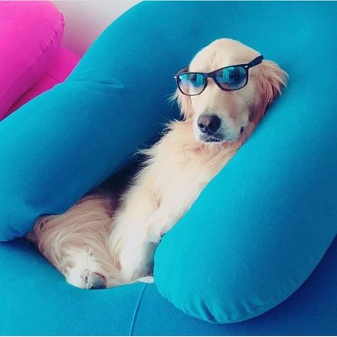 Life With Yogibo S Yogiboのある生活 Yogibo Pod Aquablue Yogibo Support Aquablue Photo Xxseiramooonxx 様 T Instagram Widget Instagram Cat Eye Sunglasses Life With Yogibo S Yogiboのある生活 Yogibo Pod Aquablue Yogibo Support Aquablue Photo Xxseiramooonxx 様 T Instagram Widget Instagram Cat Eye Sunglasses