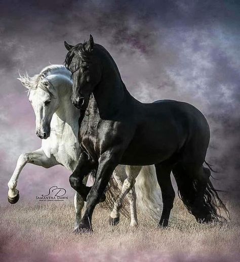 STUNNING HORSE PORTRAIT CANVAS #28 QUALITY HORSE CANVAS WALL ART A1