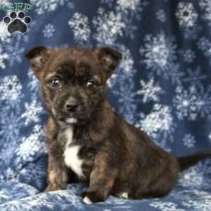 Joey Cairn Terrier Mix Puppy For Sale In Pennsylvania Terrier