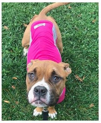 Adopt Jenny Lo On Boxer Puppies Dogs Boxer Dogs