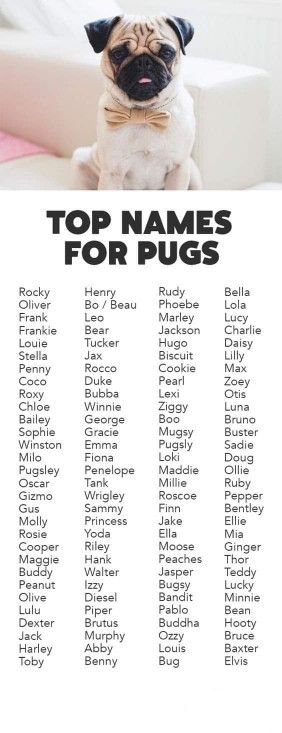 Pin By Axel Fernandez On Pugs Pet Names For Dogs Pug Puppies Baby Pugs