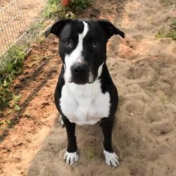 Available Pets At Citrus County Animal Services In Inverness