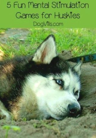 Guard Dog Training Guarddogtraining In 2020 Husky Training