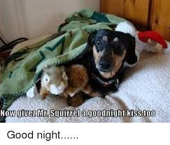 Image Result For Good Night Dachshund Dachshund Funny Dogs