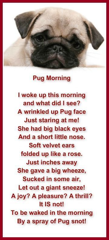 Pug Ash Animal Rescue Google Search Pugs Pugs Funny Pug