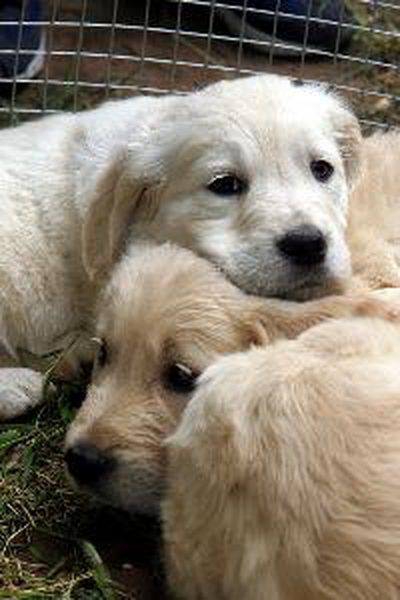 Your Adorable Pups Need Their Mother S Milk To Provide Them With