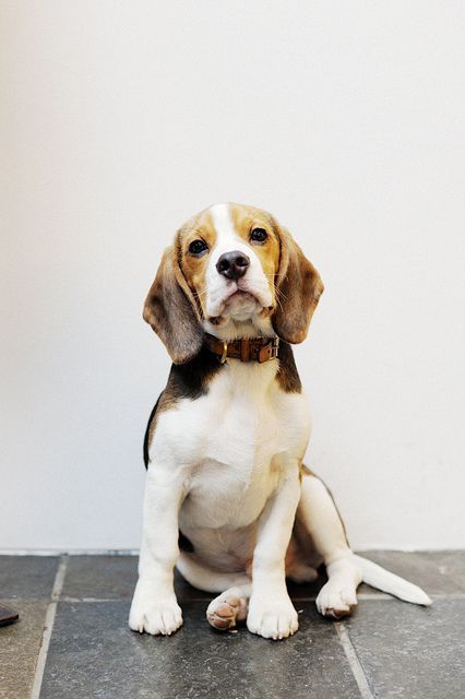 The Beauty Of The Beagles Every Beagle Should Have A Dog