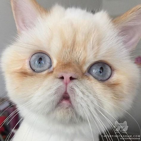 white coffee cat practices the art of cat loafing this year white coffee cat practices the art of cat loafing this year catconworldwide will recognize the best cat loaf at the catcon aw the instagram feed