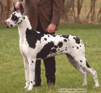 All The Things We All Enjoy About The Protective Great Danes