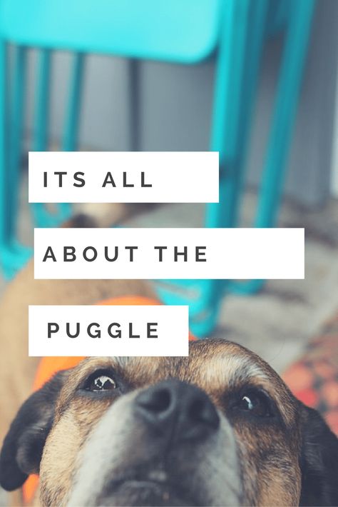 Puggle Dog Breed Information Lifespan Care Dog Breeds Online