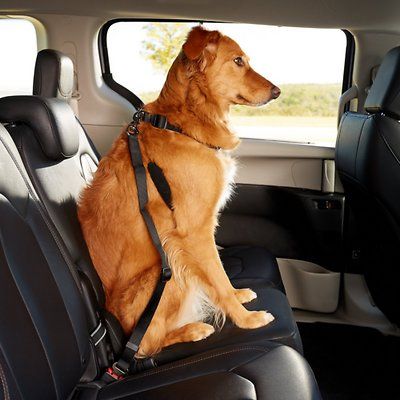 Dogit Car Safety Dog Belt Chewy Com Seat Pet - What Is The Best Car Seat Belt For Dogs Dogit Car Safety Dog Belt Chewy Com Seat Pet - What Is The Best Car Seat Belt For Dogs