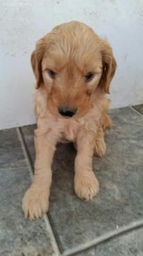 Litter Of 8 Goldendoodle Puppies For Sale In Sarasota Fl Adn