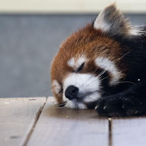 Red Panda レッサーパンダ のアイデア 610 件 レッサーパンダ 動物 レッサーパンダ かわいい Red Panda レッサーパンダ のアイデア 610 件 レッサーパンダ 動物 レッサーパンダ かわいい