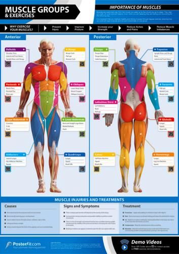 CIRCULATORY SYSTEM Anatomy Professional Fitness Wall Charts 2 Poster Set