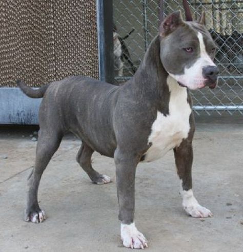 Blue Nose Pitbulls Water Sky American Pitbull Terrier Pitbull Dog
