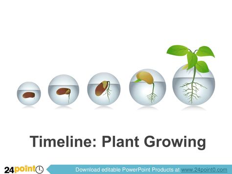 Editable PowerPoint Template - Timeline Plant Growing via - timeline templates Editable PowerPoint Template - Timeline Plant Growing via - timeline templates
