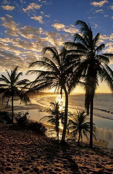 Palm tree aesthetic quotes 49 Ideas Palm tree aesthetic quotes 49 Ideas