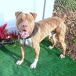 Pin On Pitbulls