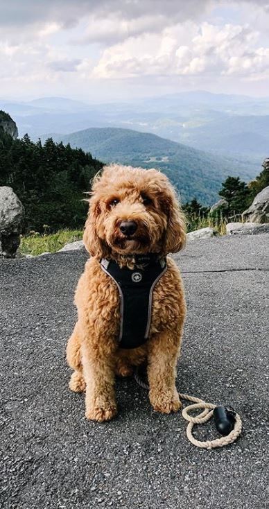 Pin By Labradoodle Mix Ultimate Labradoodle Guide On Golden