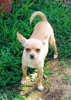 What My Original Chihuahua Looked Like 3 Chihuahua Dogs