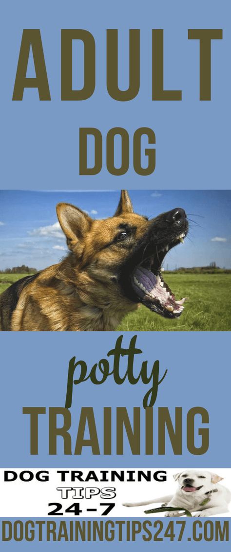 Adult Dog Potty Training Dog Potty Dog Potty Training Dog Training