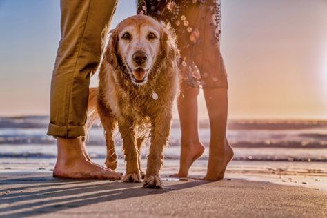 30 Ideas De Mi Perro Perros Mascotas Viajar Con Perros