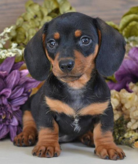 Blue Dachshund Puppies For Sale Mississippi 601 590 2039