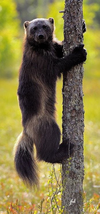 Wolverine ˈwʊlvəriːn Also Spelled Wolverene Gulo Gulo Gulo Is Latin For Glutton Also Referred T Wolverine Animal Wild Animals Pictures Animals Wild Wolverine ˈwʊlvəriːn Also Spelled Wolverene Gulo Gulo Gulo Is Latin For Glutton Also Referred T Wolverine Animal Wild Animals Pictures Animals Wild