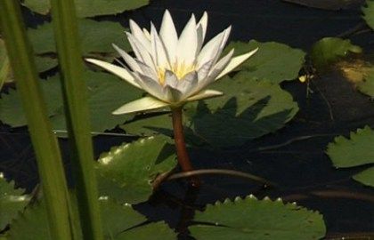 English Bengali Grammar Flowers English To Bangla Meaning Flower Names Flowers Name In English Flowers