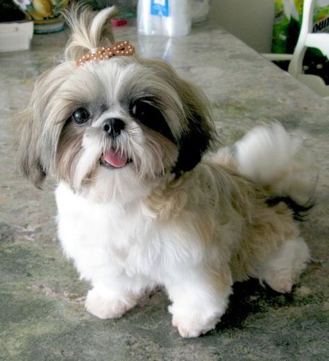 15 Things You Didn T Know About Shih Tzus Quiz Shih Tzu Puppy