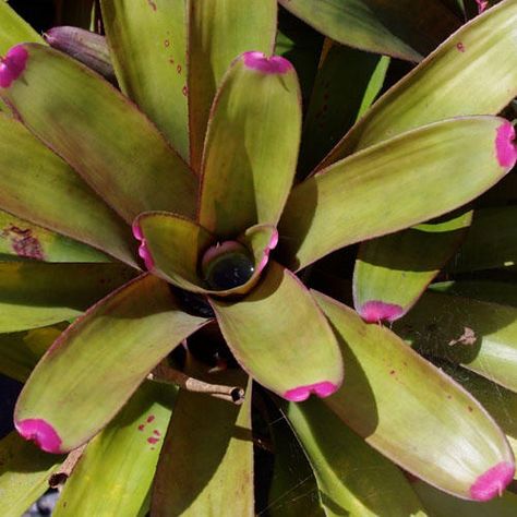 Bromeliad Aechemea spectabilis Fresh Seed 20+