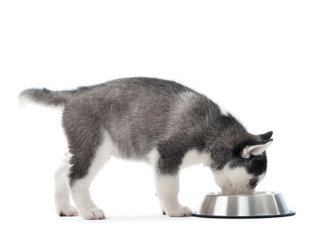 90 Ideas De Alimentación De Los Perros En 2021 Perros Mascotas Alimentacion