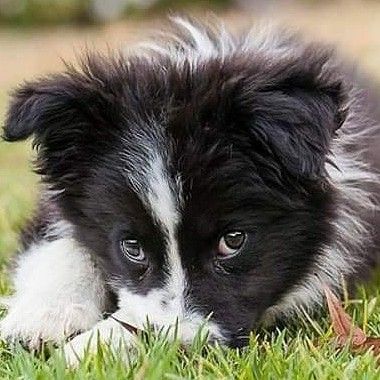 Pin By Air On Border Collies Sheep Dog Puppy Border Collie