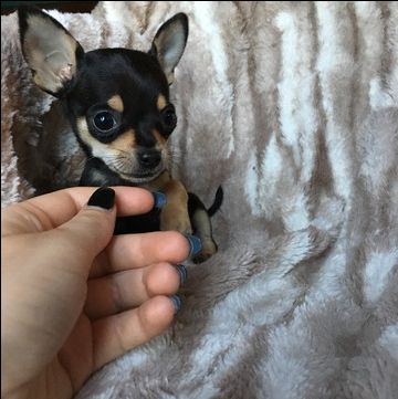 Chihuahua Puppy For Sale In Houston Tx Adn 31269 On Puppyfinder