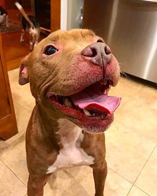 Madison Nj Terrier Unknown Type Small Meet Freddy A Pet For