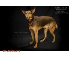 Perros Ya Adoptados España Santa Cruz De Tenerife Tenerife Rony Adoptado Albergue Valle Colino Trend Animals Dogs
