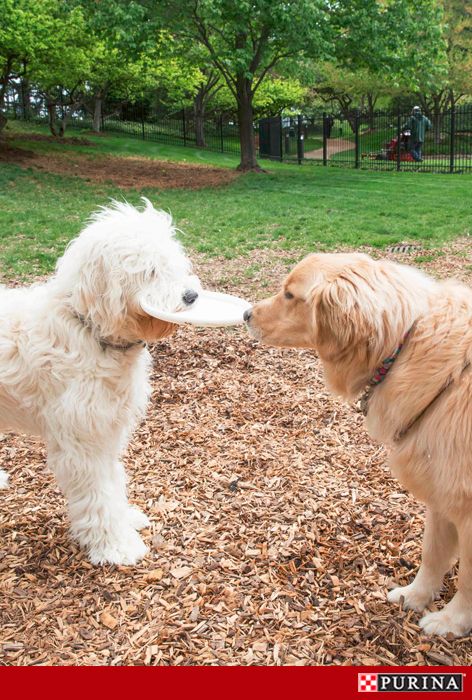 How Can I Socialize My Dog Socializing Dogs Dogs Dog Training