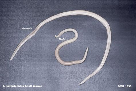 pinworms ascariasis barna helmintojás