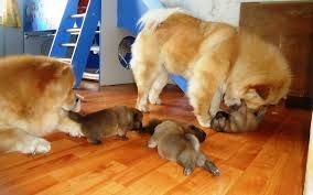 Chow Chow Dog And Puppy For Sale In Hyderabad With Low Price We