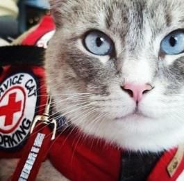 Vest In Show The Top 5 Service Cats Cat Animal Room Cat Cats