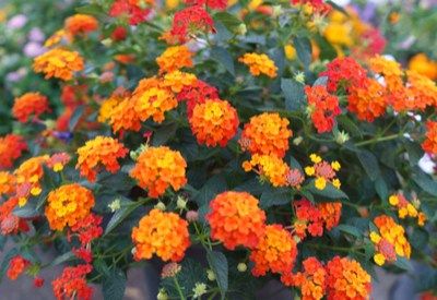 Drought Resistant Perennials 春の庭 ハンギングプラント 植物栽培 Drought Resistant Perennials 春の庭 ハンギングプラント 植物栽培