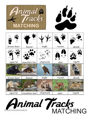 The Perfect Neighborhood Game titles for Tenting (with free of charge printable) Youngster photograph regarding Free Printable Animal Tracks called The Easiest Community Video games for Tenting (with absolutely free printable) Child